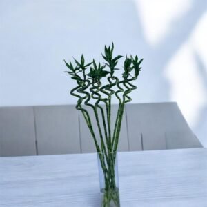 BAMBOO CURLY 10 sticks 70cm