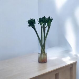 Thai bamboo lotus Height 60 cm, 5 sticks