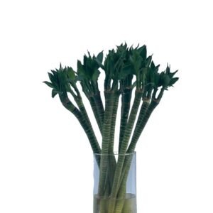 Thai bamboo lotus Height 50 cm, 10 sticks