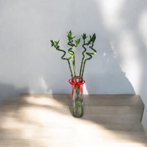 BAMBOO CURLY 5 sticks 50cm