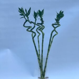 BAMBOO CURLY 7 sticks 70cm