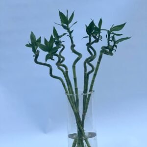 BAMBOO CURLY 7 sticks 60cm