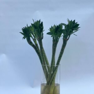 Thai bamboo lotus Height 60 cm, 7 sticks