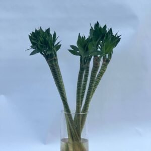 Thai bamboo lotus Height 50 cm, 7 sticks