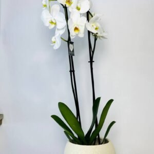White Orchid