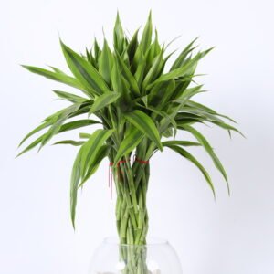 Bamboo Twist(Draceena Thai)
