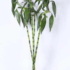 Bamboo Thai