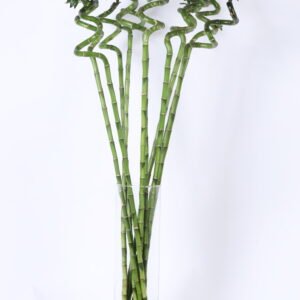 Bamboo Curly