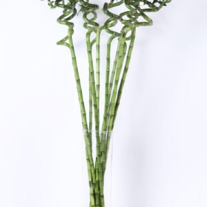 Bamboo Curly