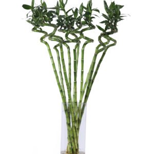 Bamboo Curly