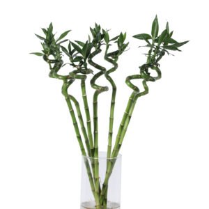 Bamboo Curly