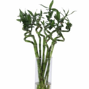 Bamboo Curly