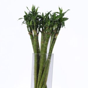 Bamboo Lotus