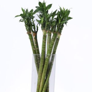Bamboo Lotus