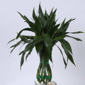 Bamboo Twist
