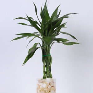 Bamboo Twist